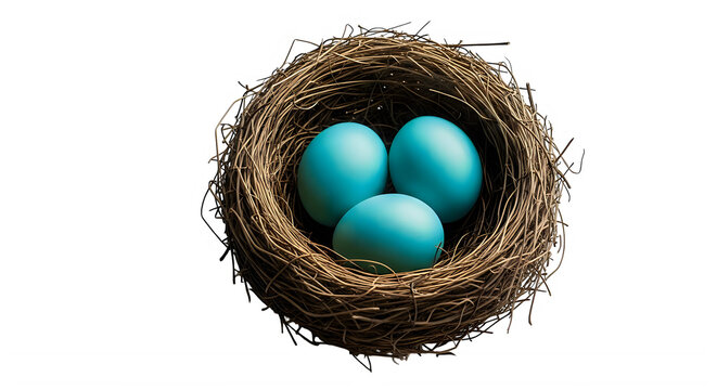 A natural woven rustic bird nest containing three smooth bright robin blue eggs sitting isolated on a pure white background for spring season concept