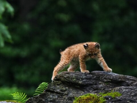 leopard in zoo