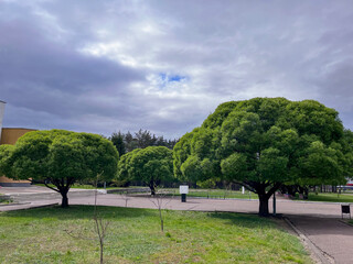 Obraz premium a small shady park with green trees