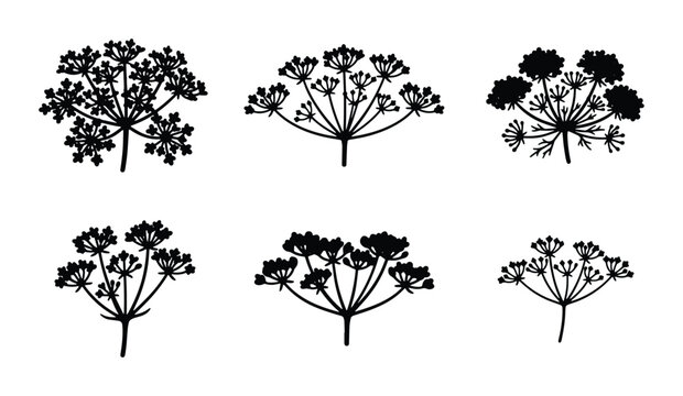 Black Dill Flower Umbel Vector Icons, Herb Seedling Sprigs, Culinary Plant Silhouettes, Botanical Design Elements