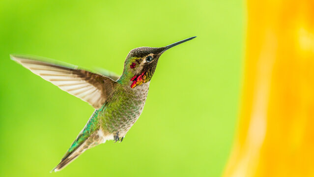 Male Anna&rsquo;s Hummingbird Hovering in Flight Near Feeder