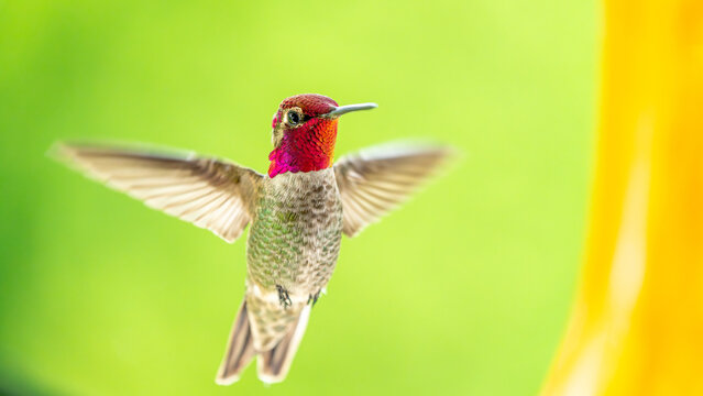 Male Anna&rsquo;s Hummingbird Hovering in Flight Near Feeder