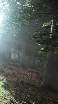 Sunlight filters through tall trees in a dense forest. Leaves scatter on the ground as shadows play on the forest floor. The scene captures the early morning ambiance.