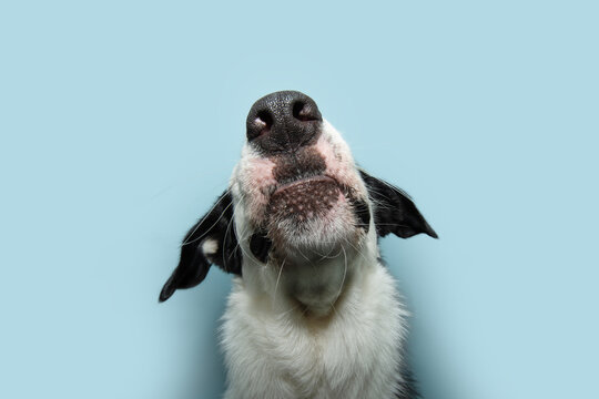 Funny portrait dog mouth and nose. Isolated on blue pastel background