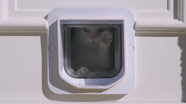 Cute white cat looking outside through a plastic cat flap door, scratching the glass with its pink paws. Medium shot, clear daylight, 4K resolution clip.