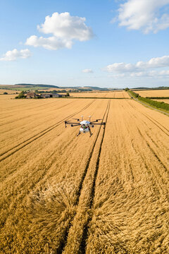 Agricultural drone flying over wheat field. Modern farming technology for crop monitoring and smart precision agriculture. Aerial view of rural farm landscape with harvest ready plant.