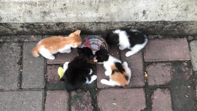 Four adorable fat kittens gathered around a bowl, enjoying a meal together on a paved walkway.