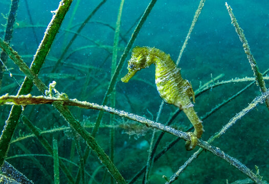 Black Sea, near Odessa bay.&nbsp;Long-snouted seahorse Hippocampus hippocampus