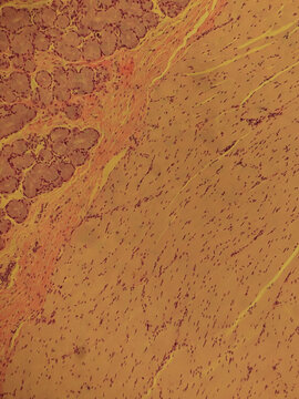 Human Esophagus Cross Section Histology Hematoxylin Eosin