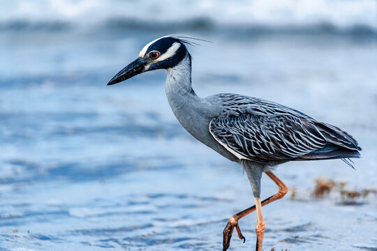 night heron walking in water