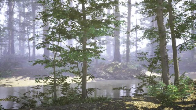 Enchanted foggy grove beside still water with soft haze and filtered light, mossy stones and slender saplings creating fairy tale mood and dreamy woodland