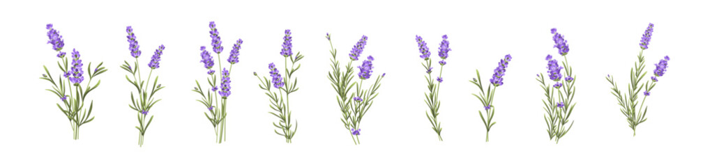Fototapeta premium Set of lavender flowers elements. Collection of lavender flowers on a