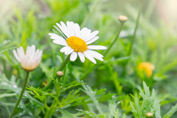 Fototapeta premium Beautiful Daisy Blooming in Verdant Greenery