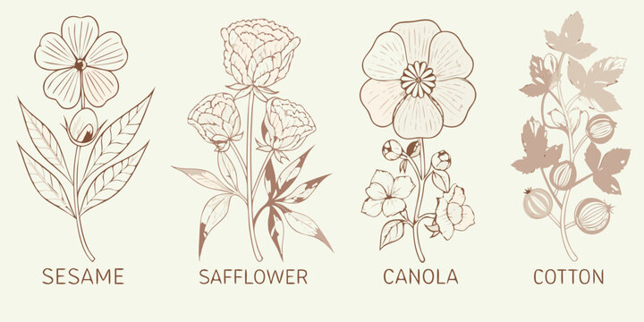 Botanical illustration of sesame safflower canola and cotton plants