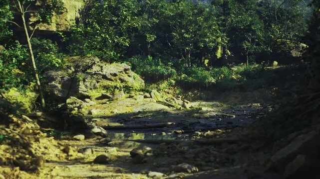 Sun dappled streambed strewn with pebbles, shallow clear water glinting over round stones, surrounding humid undergrowth and tall tree canopy, warm late morning