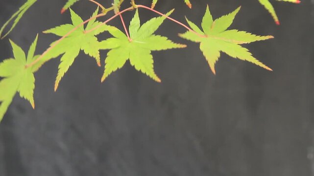 風で揺れる新緑のかえでの葉