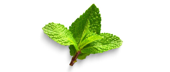 Fresh green mint leaf isolated on transparent background with natural texture and vibrant color © Ashiq Photos
