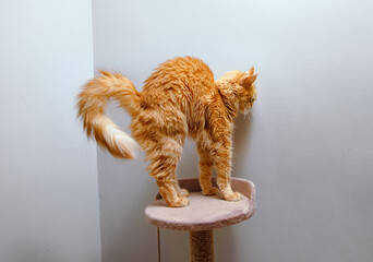 A orange fun cat doing health sport stretches its back standing on a scratching post with comically raising and rounding its fluffy orange tail and back. Active pet profile portrait isolated on wall © Anastasia.photoyoga