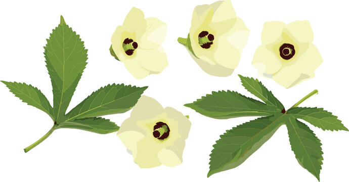 Okra flowers and green leaves vector illustration with cream blossoms for botanical vegetable garden and organic food design