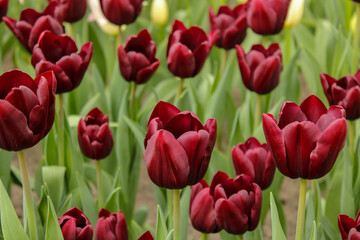 Fototapeta premium Dark burgundy tulip flowers blooming in a spring garden