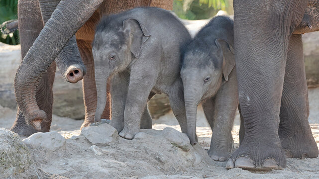 Young elephant (Elephas maximus) in the wild