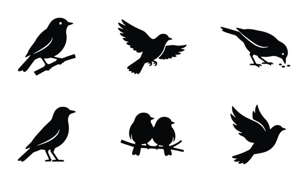Set of 6 Black Bird Silhouettes, Vector Icons: Perching, Flying, Feeding, Pairs, Nature, Wildlife Graphics