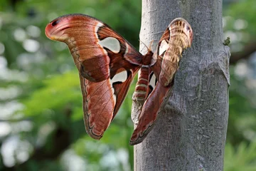 a closeup shot of a beautiful butterfly (Attacus atlas) on a tree trunk © Edwin Butter