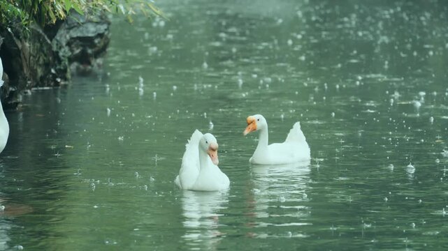 Two white geese swimming in a pond during the rain with ripples on the water surface
