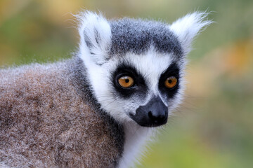 Fototapeta premium A ring - tailed lemur (lemur catta)