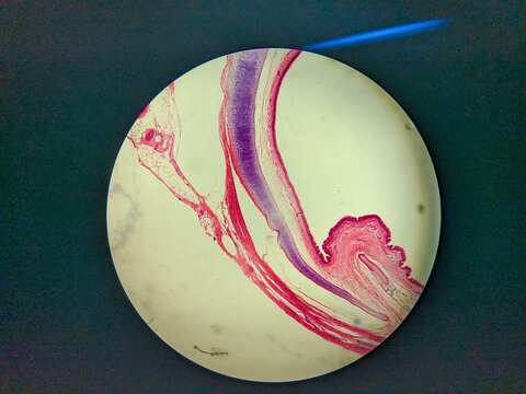 Pseudostratified Ciliated Columnar Epithelium Human Respiratory Tract Histology