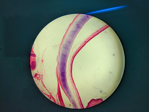 Pseudostratified Ciliated Columnar Epithelium Human Respiratory Tract Histology
