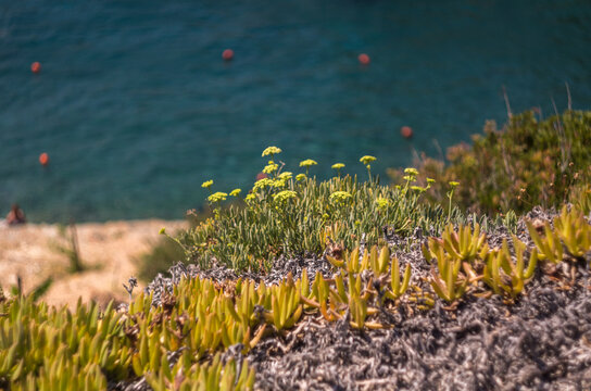 Rock samphire (Crithmum maritimum), also known as sea fennel, growing wild on a rocky coastline. The image features yellow blossoms and succulent green leaves of the halophytic plant with a beautiful 