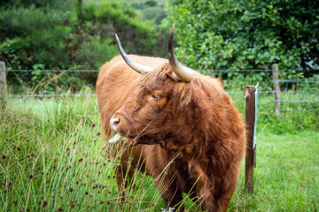 Profile portrait of a ginger Highland cow with long horns standing in a green field © torifedorova