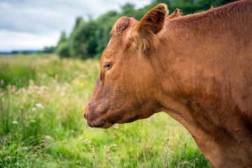 Side profile portrait of a brown domestic cow standing in a green rural pasture, Scotland © torifedorova