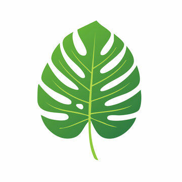 Monstera Deliciosa Leaf Illustration