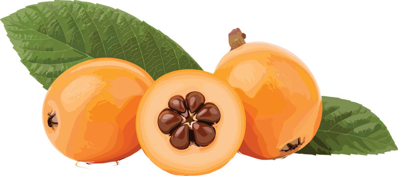 Realistic loquat fruit vector illustration with green leaves and sliced seed center for tropical food packaging design
