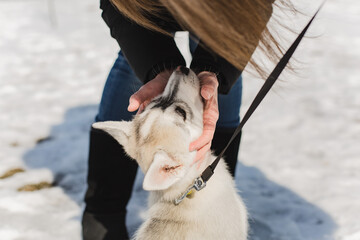 Owner holding the head of a cute husky puppy on a winter day. © Olga