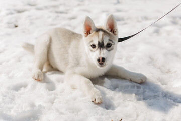 Siberian husky puppy lying down on white snow and looking at camera. © Olga