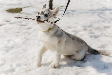 Happy husky puppy holding a wooden stick in its mouth on winter snow. © Olga