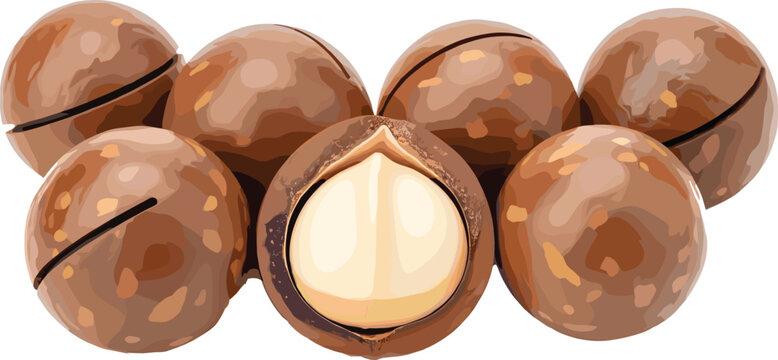 Realistic macadamia nuts vector illustration with whole and cracked shells for healthy snack packaging and organic food design