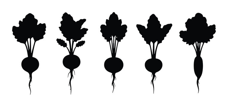 Set of 5 different black silhouette beet vegetables with green leaves and roots vector illustration
