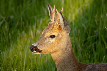 Roe deer in sunset © Artur