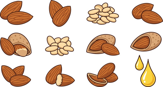 Almond Nut and Essential Oil Vector Illustration Set with Whole Raw Kernels and Droplet Elements for Packaging