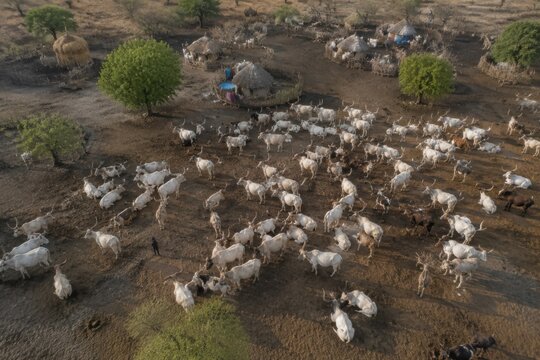 Aerial view of a large herd of Ankole cattle grazing near traditional huts in a dry landscape