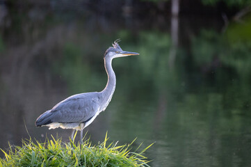 Obraz premium Grey Heron Standing on Grassy Islet in Calm Water at Dusk