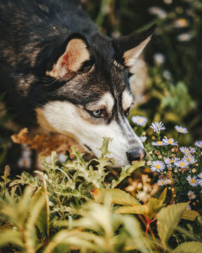 A Siberian Husky dog sniffs flowers in a sunny garden.