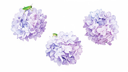 Obraz premium 白背景に紫陽花とカエルやバッタを描いたやさしい水彩イラスト
