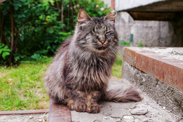 Obraz premium Portrait of tough, grey color cat on a concrete surface in a street. The model has one eye and calm confident appearance. Living rough life in town jungle concept. Peaceful animal