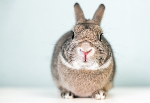 A cute brown Dwarf pet rabbit facing the camera