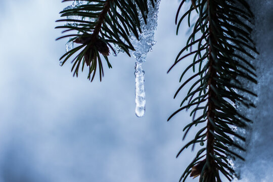 Icycle hanging off a tree